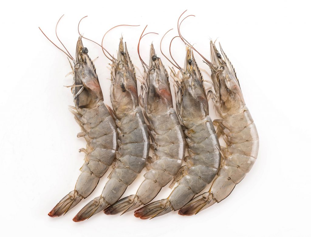 fresh-shrimp-prawn-hata-grup